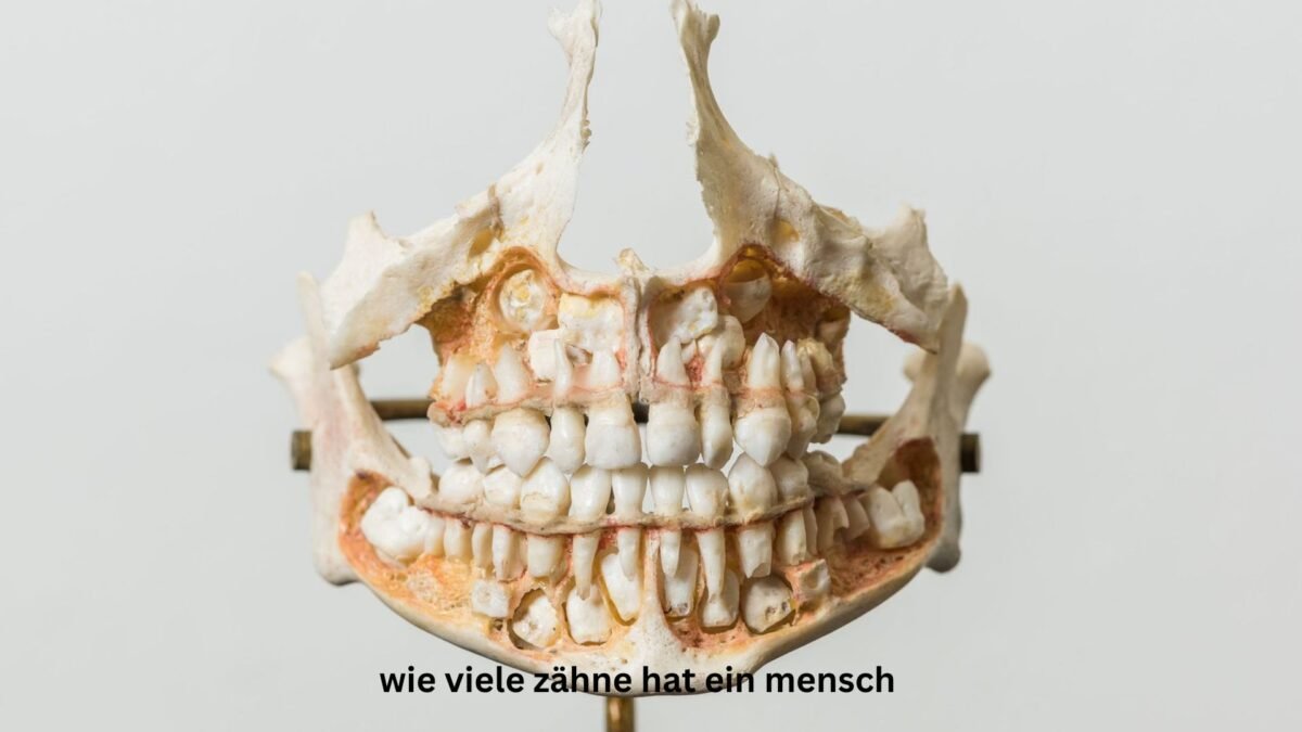 wie viele zähne hat ein mensch
