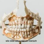 wie viele zähne hat ein mensch