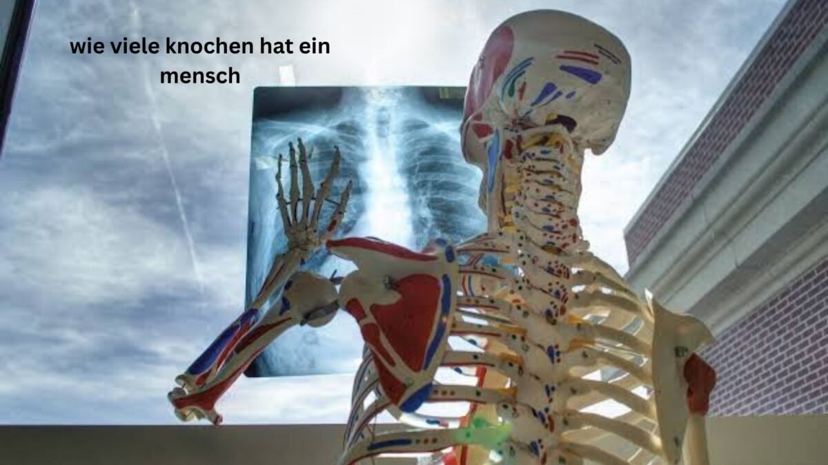 wie viele knochen hat ein mensch