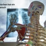 wie viele knochen hat ein mensch